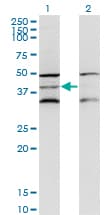 DAP3 Antibody (clone 3B7)