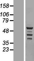 BRD9 Protein (Over-Expression Lysate Myc-DDK (Flag))