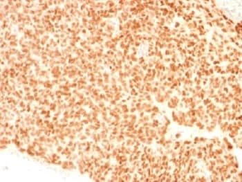 NKX2-2 Antibody (clone NX2/1523, Azide-free, BSA-free)