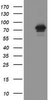 FBXO42 / JFK Antibody (aa356-717, clone OTI1G6, Carrier-free)