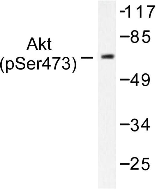 AKT1 + AKT2 + AKT3 Antibody (phospho-Ser473)