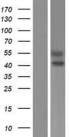 SIGLEC6 Protein (Over-Expression Lysate Myc-DDK (Flag))