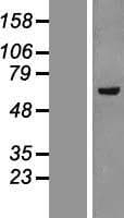 KAT5 / TIP60 Protein (Over-Expression Lysate Myc-DDK (Flag))