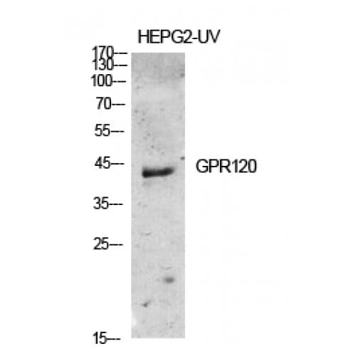 Polyclonal Rabbit anti-Human O3FAR1 / GPR120 Antibody (190-270 aa, Internal, IF, WB)