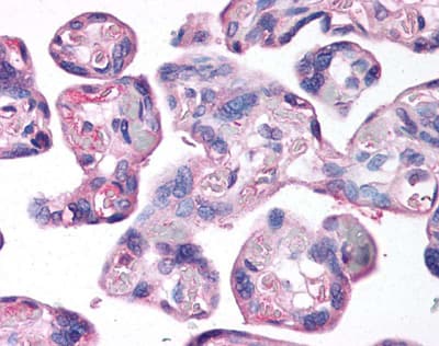 LOX / Lysyl Oxidase Antibody (aa300-400)
