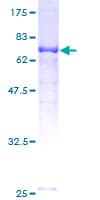 Human TRAF1 Protein (Recombinant GST)