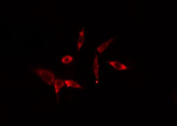 MX2 Antibody