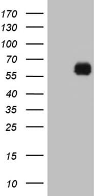 KLF12 Antibody (clone OTI5F9)