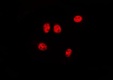DNMT3L Antibody