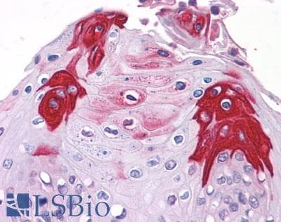 PathPlus™ Polyclonal Rabbit anti-Human T1R3 / TAS1R3 Antibody (N-Terminus, IHC)