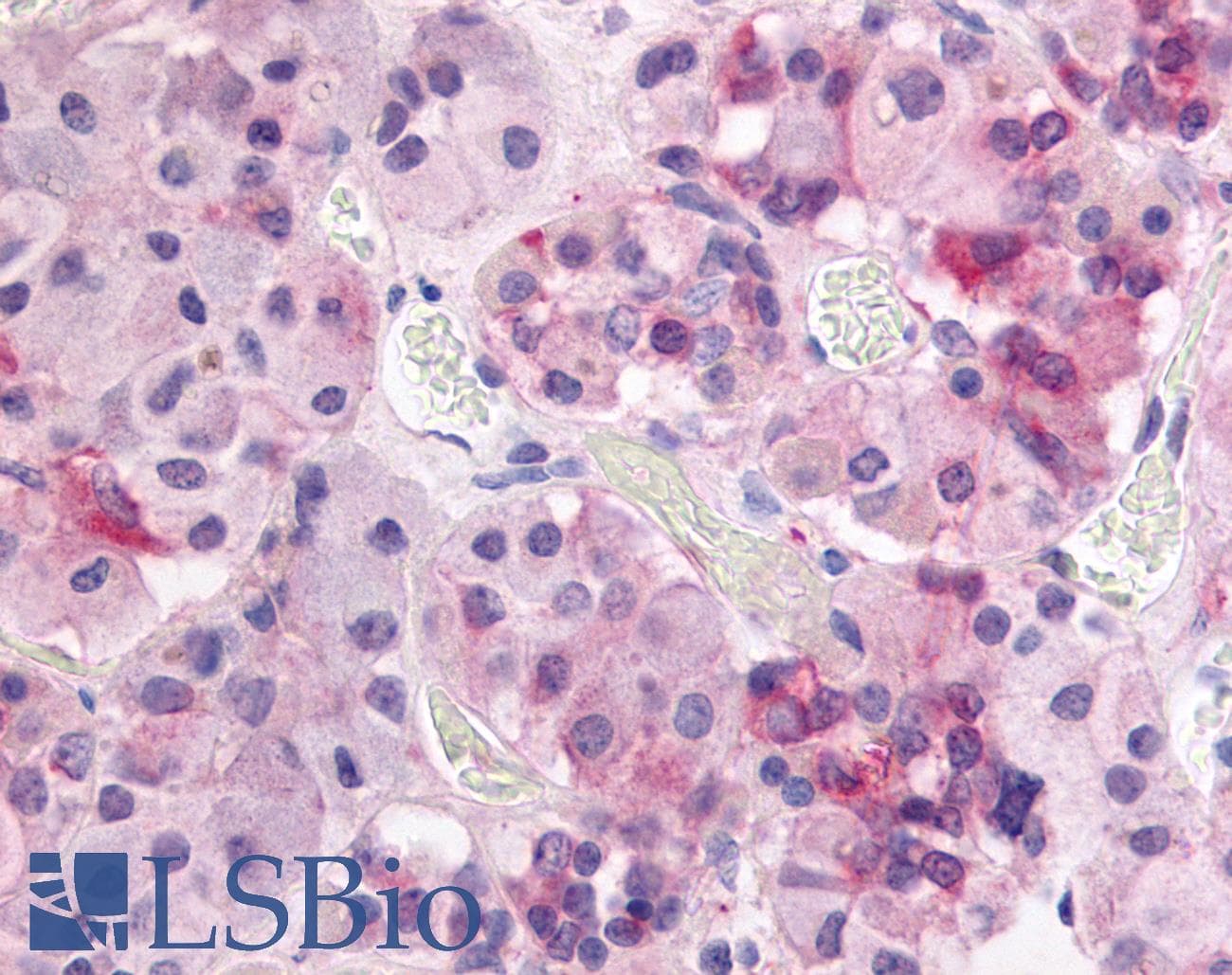 IHC-plus™ GPR37L1 Antibody (N-Terminus)