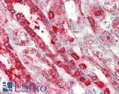 IHC-plus™ ANXA4 / Annexin IV Antibody