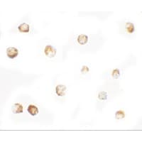 IHC-plus™ Polyclonal Rabbit anti-Human MTERF3 / MTERFD1 Antibody (IHC, IF, WB)