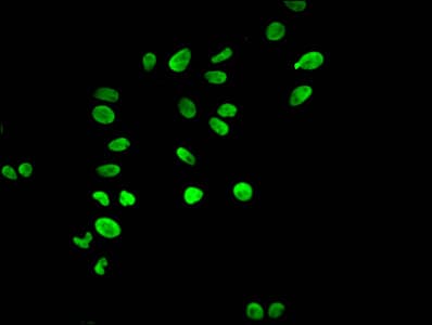 HIST1H3A Antibody
