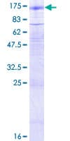 Human GABBR2 / GABA B Receptor 2 Protein (Recombinant GST)