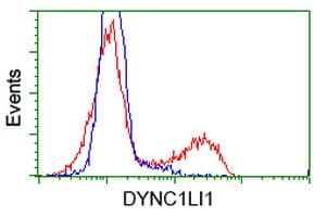 Monoclonal Mouse anti-Human DYNC1LI1 Antibody (clone OTI2B6, IF, WB)