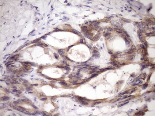 GLOD2 / MCEE Antibody (clone OTI1B5, Carrier-free)
