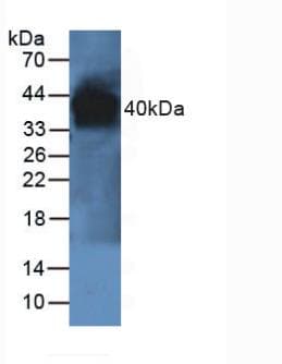 PON1 / ESA Antibody (aa2-186)