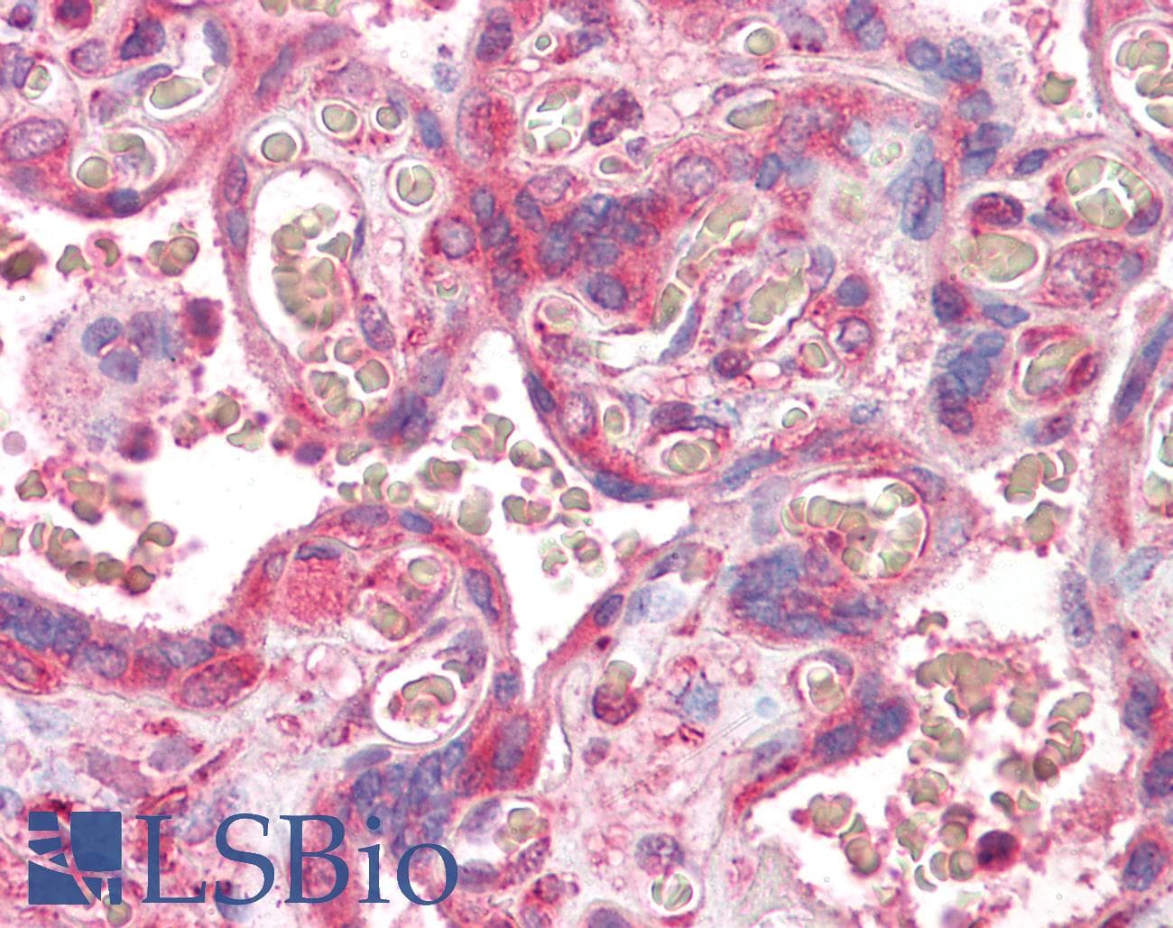 IHC-plus™ EnvR / ERV3 Antibody (aa313-323)