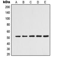 Polyclonal Rabbit anti-Human TUBA3C+D+E Antibody (C-Terminus, WB)