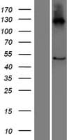 C16orf89 Protein (Over-Expression Lysate Myc-DDK (Flag))