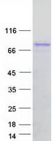 Human RACGAP1 / MGCRACGAP Protein (Recombinant Myc-DDK (Flag))