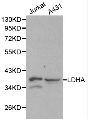 LDHA / LDH1 Antibody