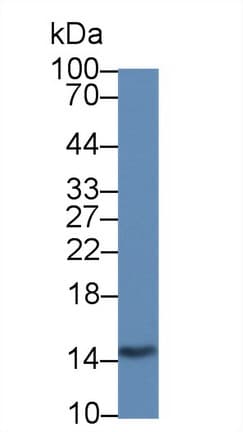LGALS2 / Galectin 2 Antibody (aa1-132)