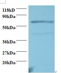 IHC-plus™ TNFRSF11A / RANK Antibody