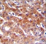 Polyclonal Rabbit anti-Human CYP1A2 Antibody (aa255-282, IHC, IF, WB)