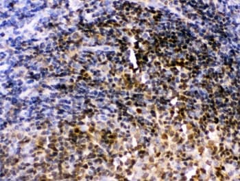 PAX2 Antibody