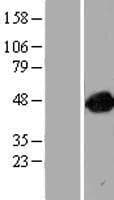ARFGAP1 Protein (Over-Expression Lysate Myc-DDK (Flag))