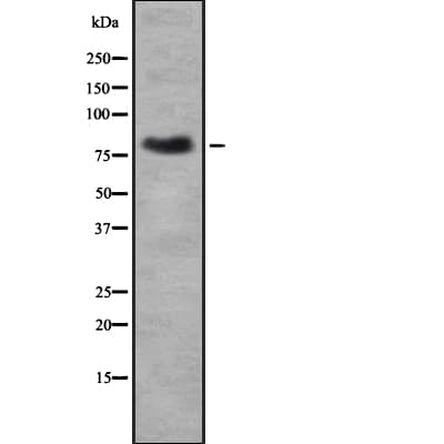 KIF3A Antibody