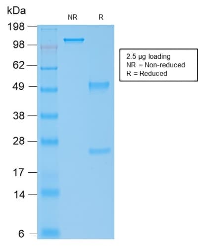 IGHG4 Antibody (clone rIGHG4/1345)