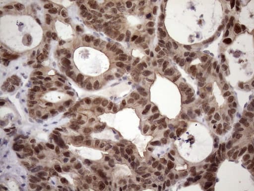 ZC3H8 Antibody (clone OTI4H5)