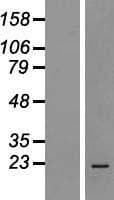 MRPS18A Protein (Over-Expression Lysate Myc-DDK (Flag))