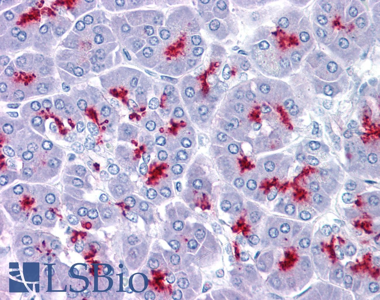 IHC-plus™ EMA / MUC1 Antibody