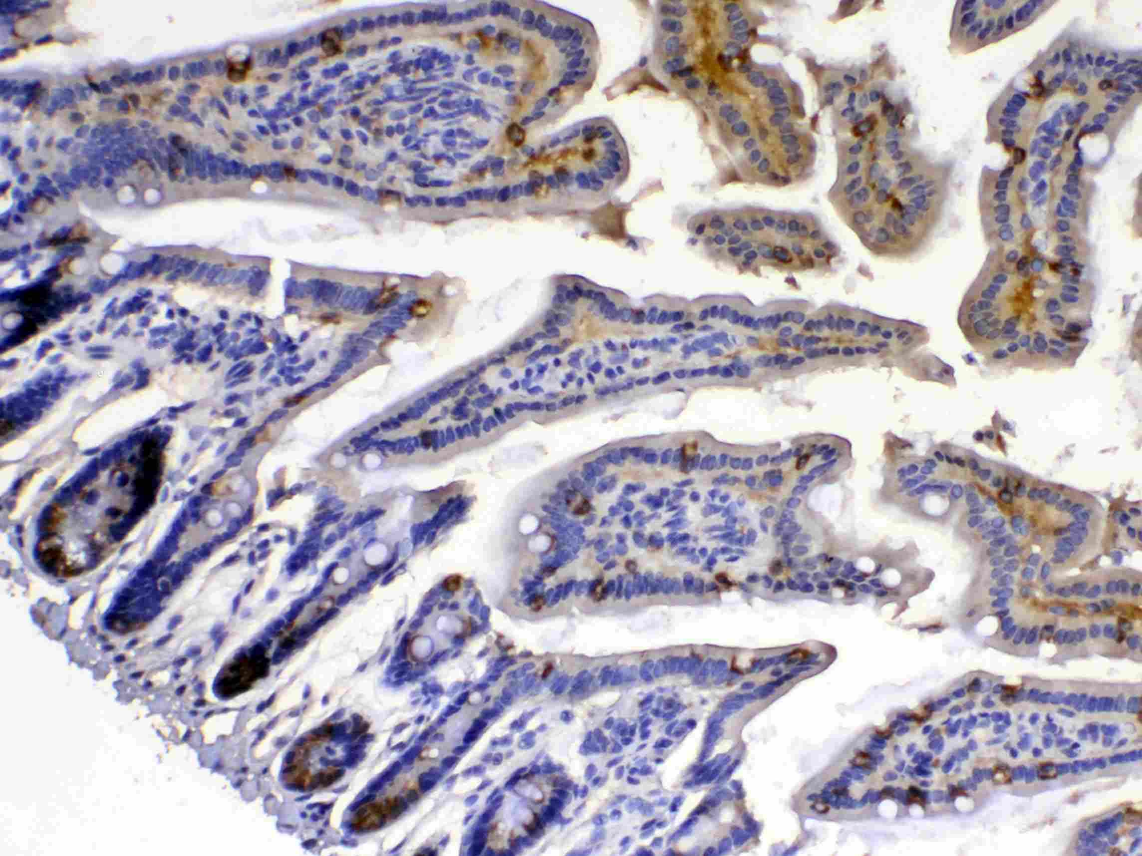 XDH / Xanthine Oxidase Antibody