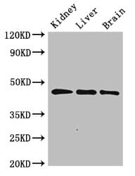 PIPOX / Sarcosine Oxidase Antibody