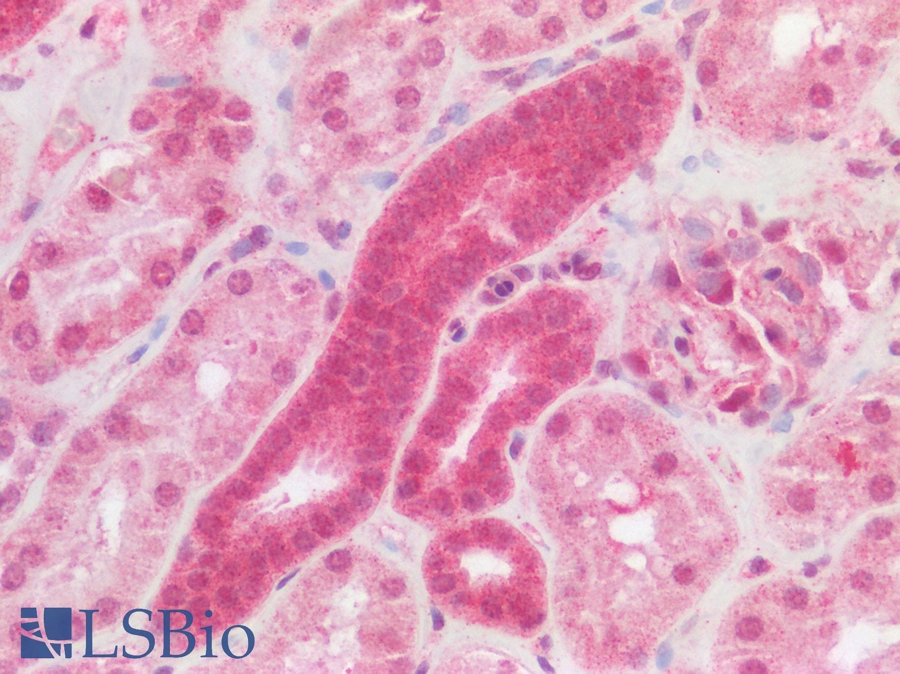 NLRX1 Antibody
