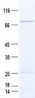 Human TRAF4 Protein (Recombinant GST, N-terminus + His, C-terminus)