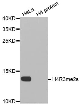 Polyclonal Rabbit anti-Human Histone H4 Antibody (Sym-Di-Methyl-Arg3, IHC, IF, WB)