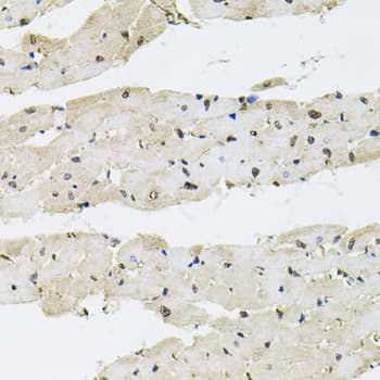 SRSF9 / SFRS9 Antibody