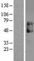 Human IL13RA2 / IL13R Alpha 2 Protein (Over-Expression Lysate Myc-DDK (Flag))