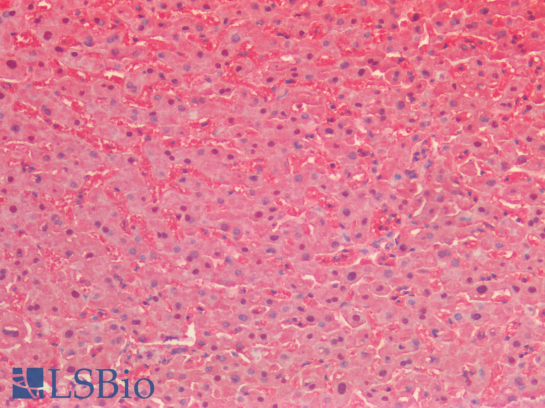 Polyclonal Rabbit anti-Pig SOD1 / Cu-Zn SOD Antibody (aa2-153, IHC, WB)