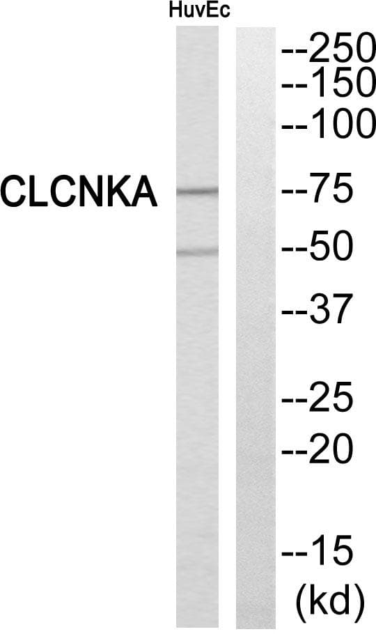 Polyclonal Rabbit anti-Human CLCNKA Antibody (WB)