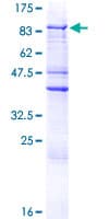 Human ZNF205 Protein (Recombinant GST)