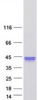 Human PLEKHF1 Protein (Recombinant Myc-DDK (Flag))