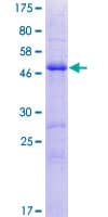 Human PRRG4 Protein (Recombinant GST)