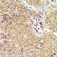 PA2G4 / EBP1 Antibody